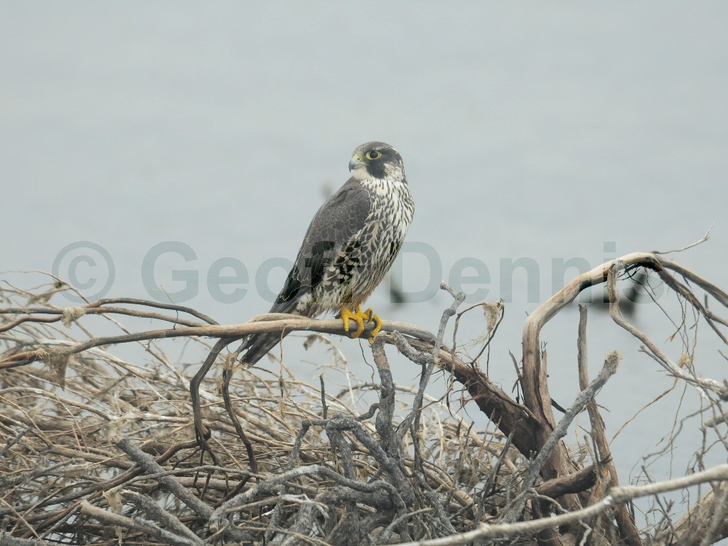 PEFA-AW_Peregrine-Falcon