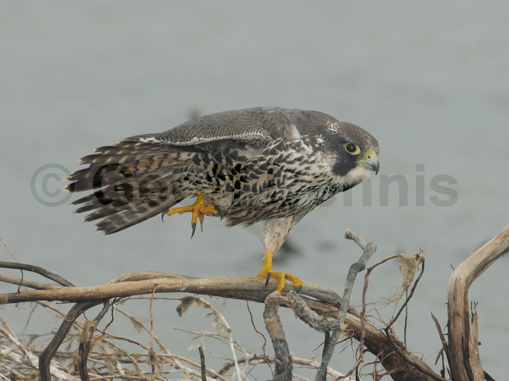 PEFA-AX_Peregrine-Falcon