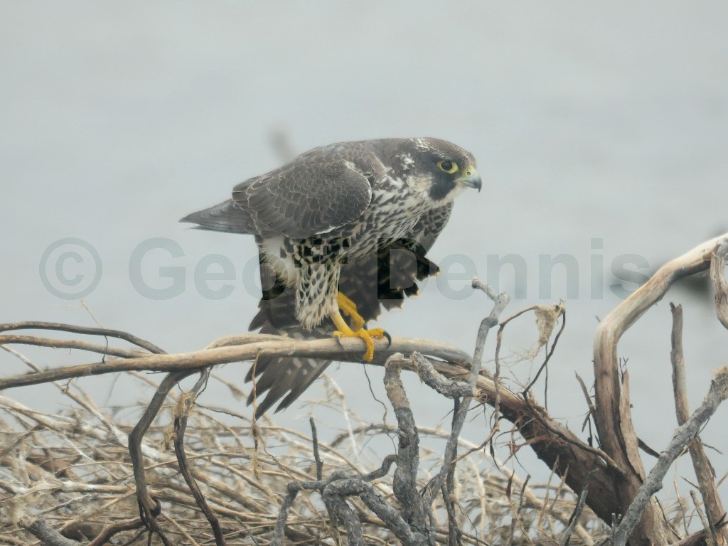 PEFA-AY_Peregrine-Falcon