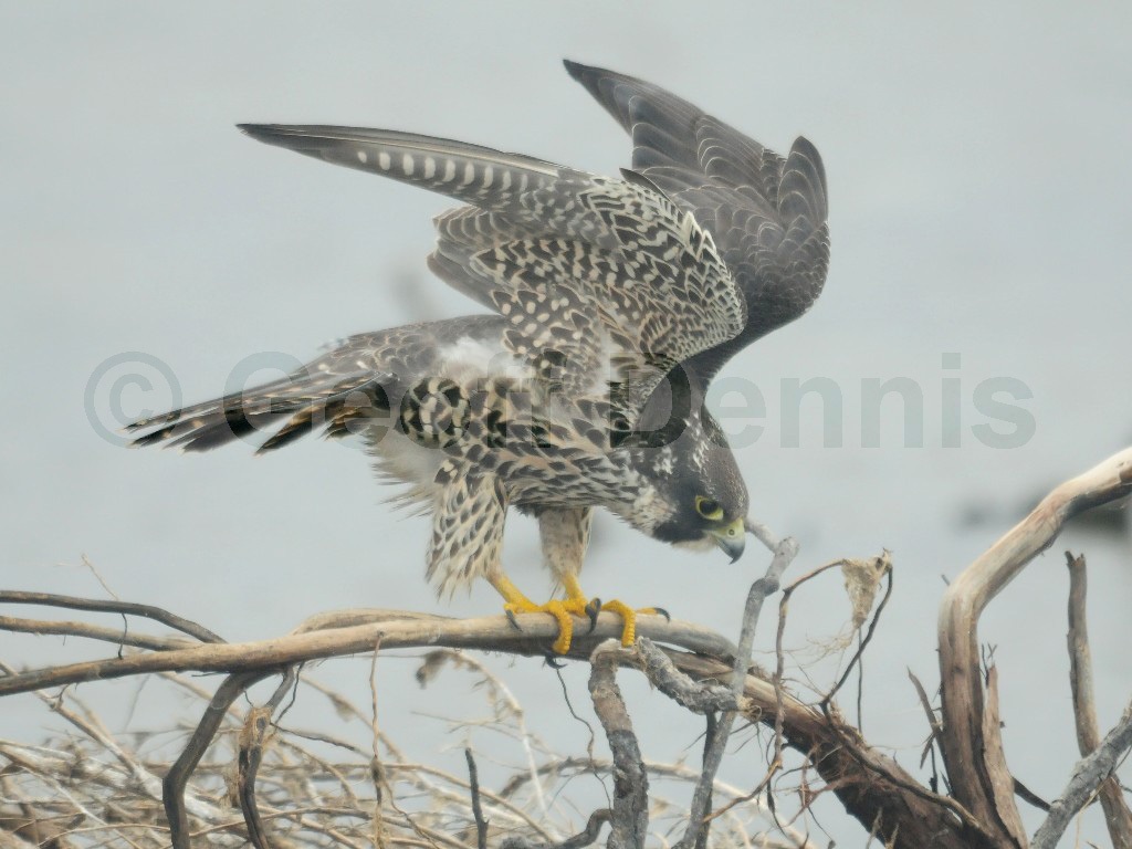 PEFA-AZ_Peregrine-Falcon