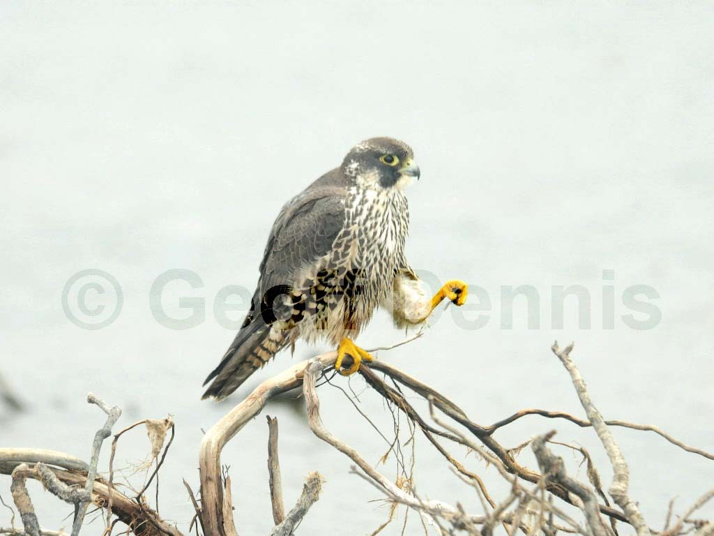 PEFA-BA_Peregrine-Falcon