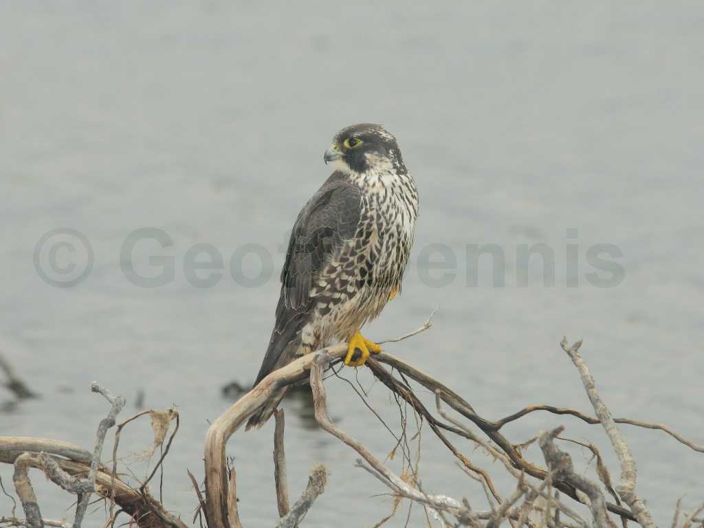PEFA-BB_Peregrine-Falcon