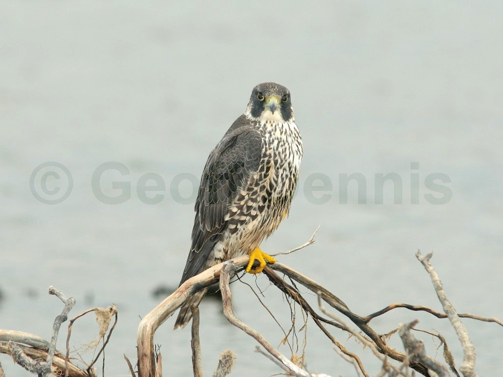 PEFA-BC_Peregrine-Falcon