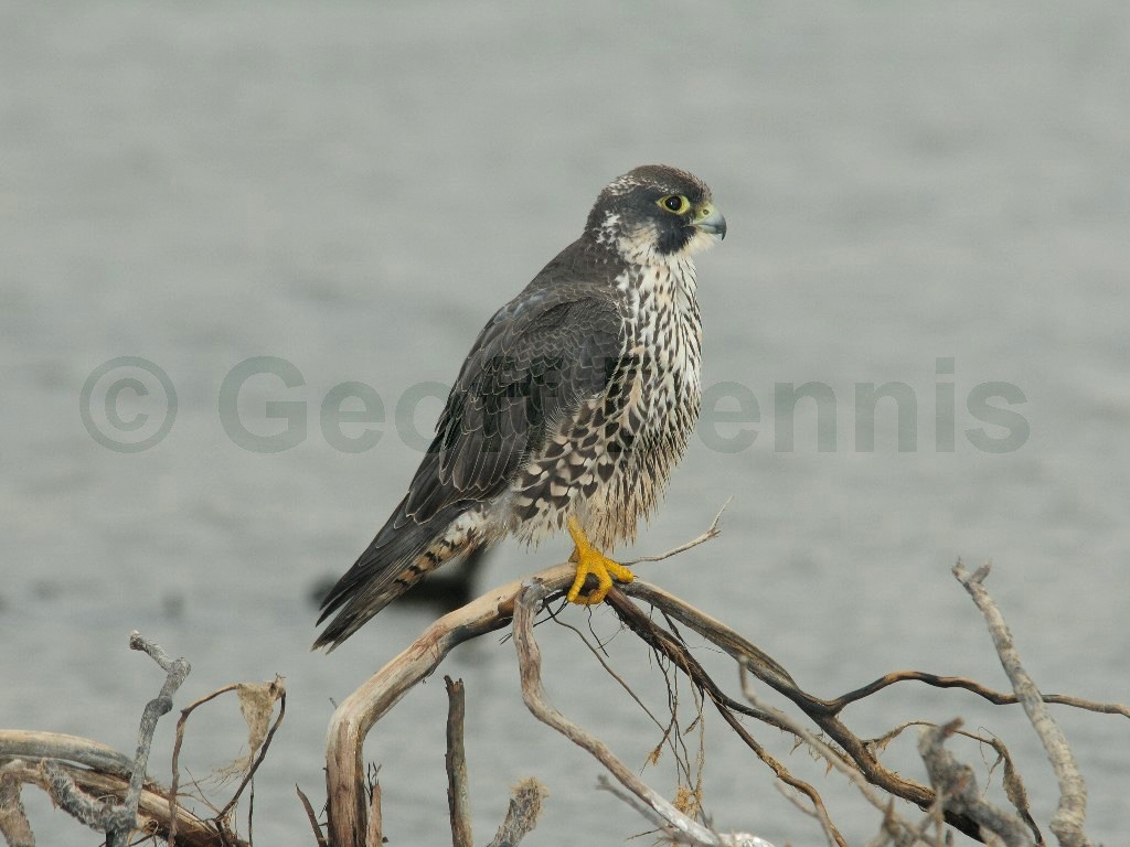 PEFA-BD_Peregrine-Falcon