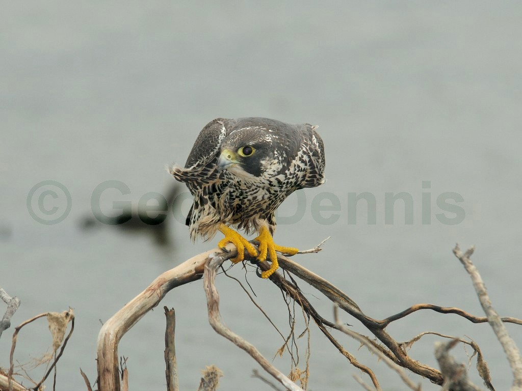PEFA-BE_Peregrine-Falcon