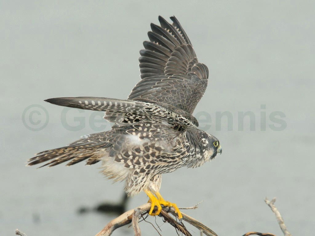 PEFA-BF_Peregrine-Falcon