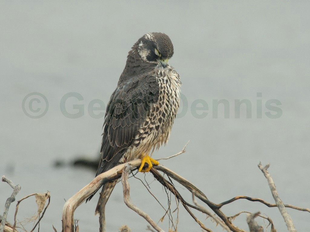 PEFA-BG_Peregrine-Falcon