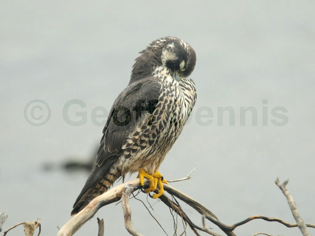 PEFA-BH_Peregrine-Falcon