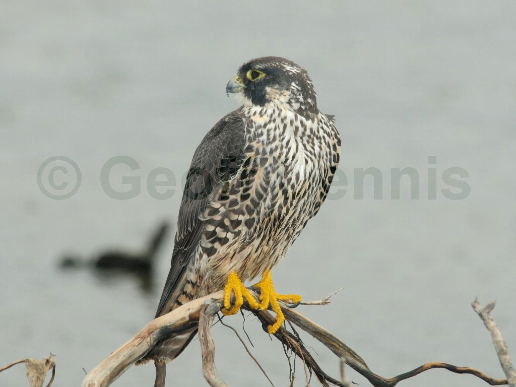 PEFA-BI_Peregrine-Falcon