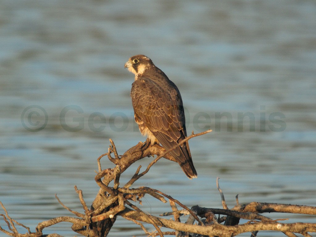 PEFA-BJ_Peregrine-Falcon