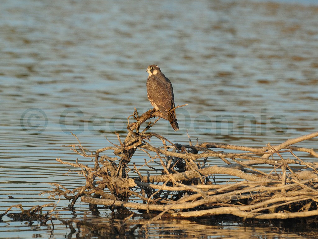 PEFA-BK_Peregrine-Falcon