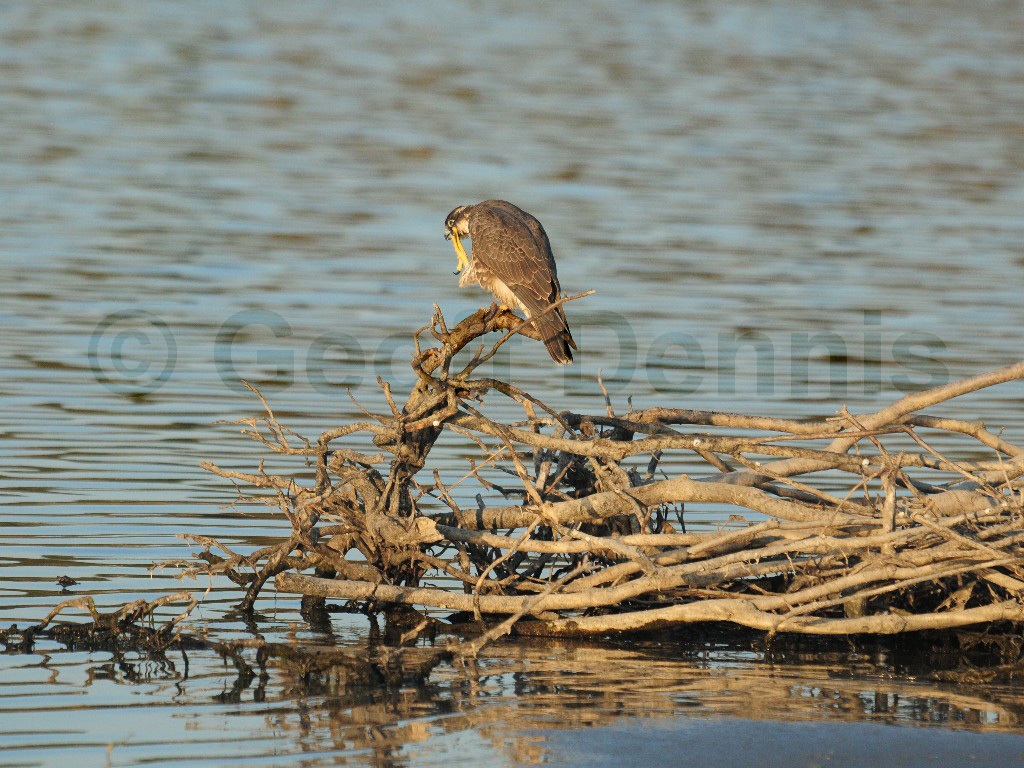 PEFA-BL_Peregrine-Falcon