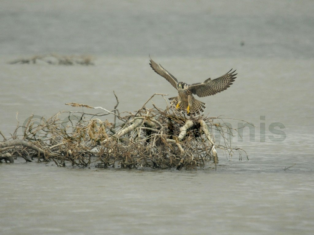 PEFA-BO_Peregrine-Falcon