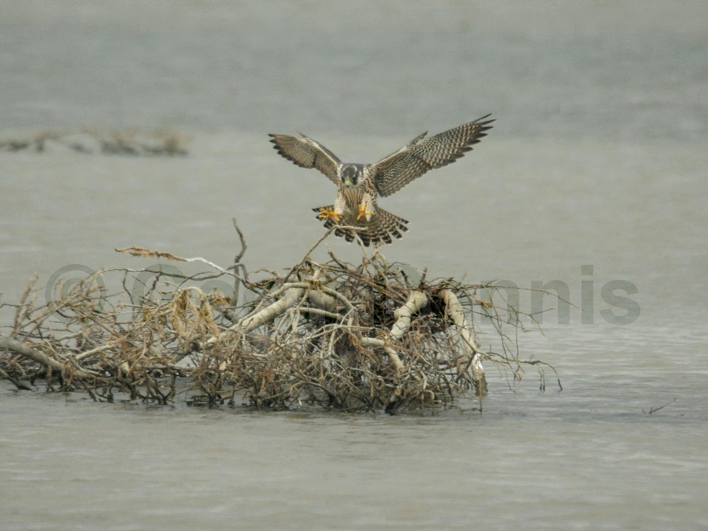 PEFA-BP_Peregrine-Falcon