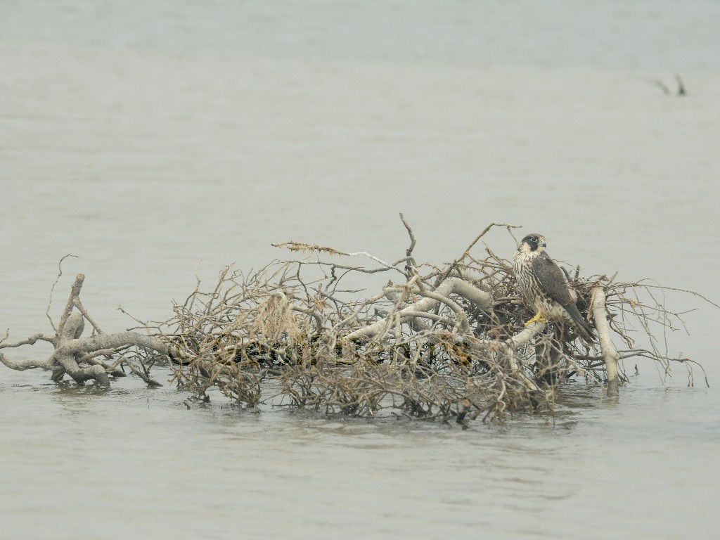 PEFA-BQ_Peregrine-Falcon