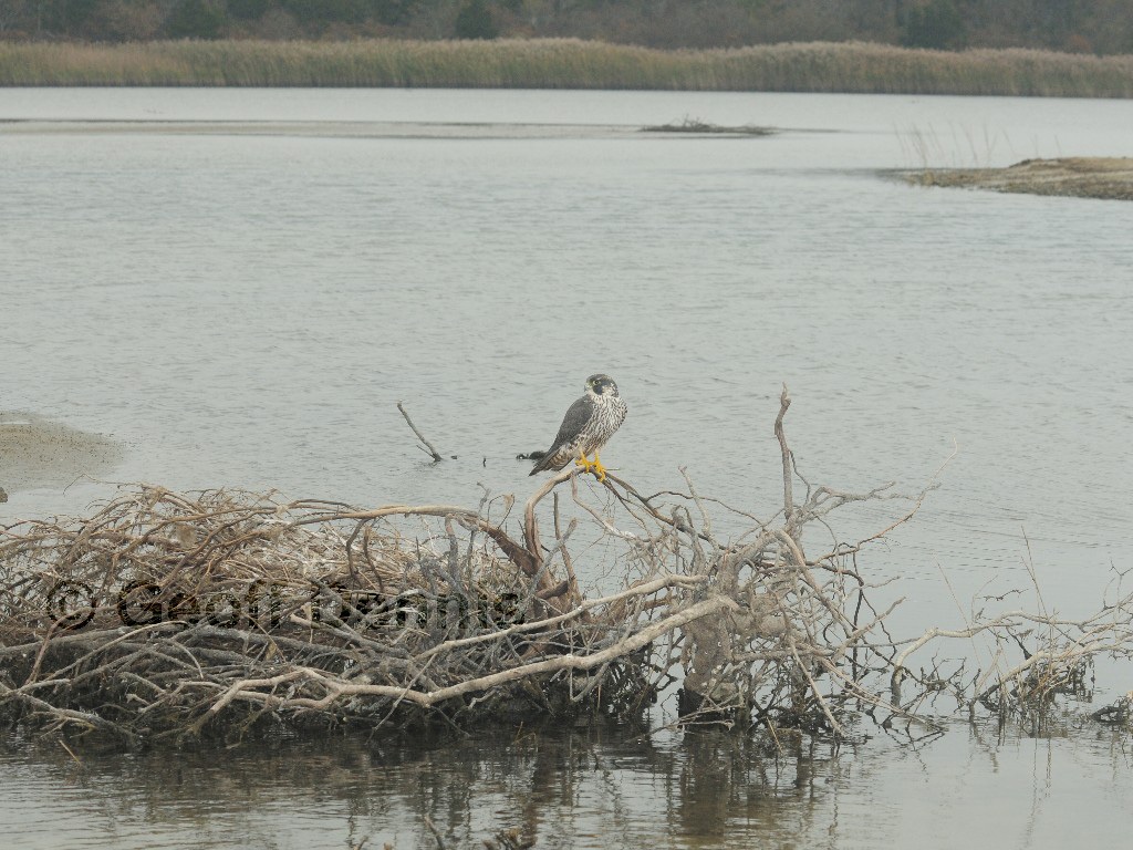 PEFA-BR_Peregrine-Falcon