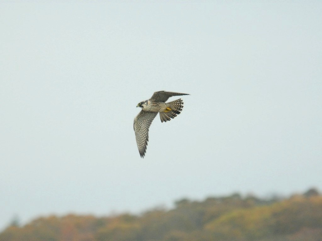 PEFA-BT_Peregrine-Falcon