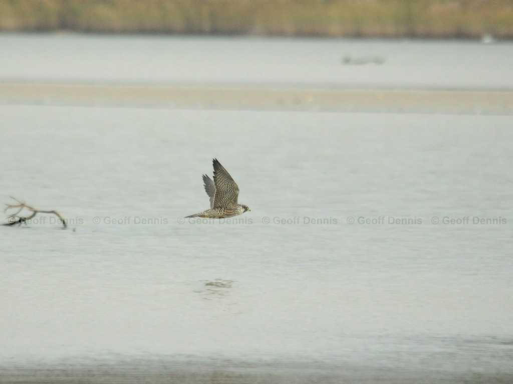 PEFA-BU_Peregrine-Falcon