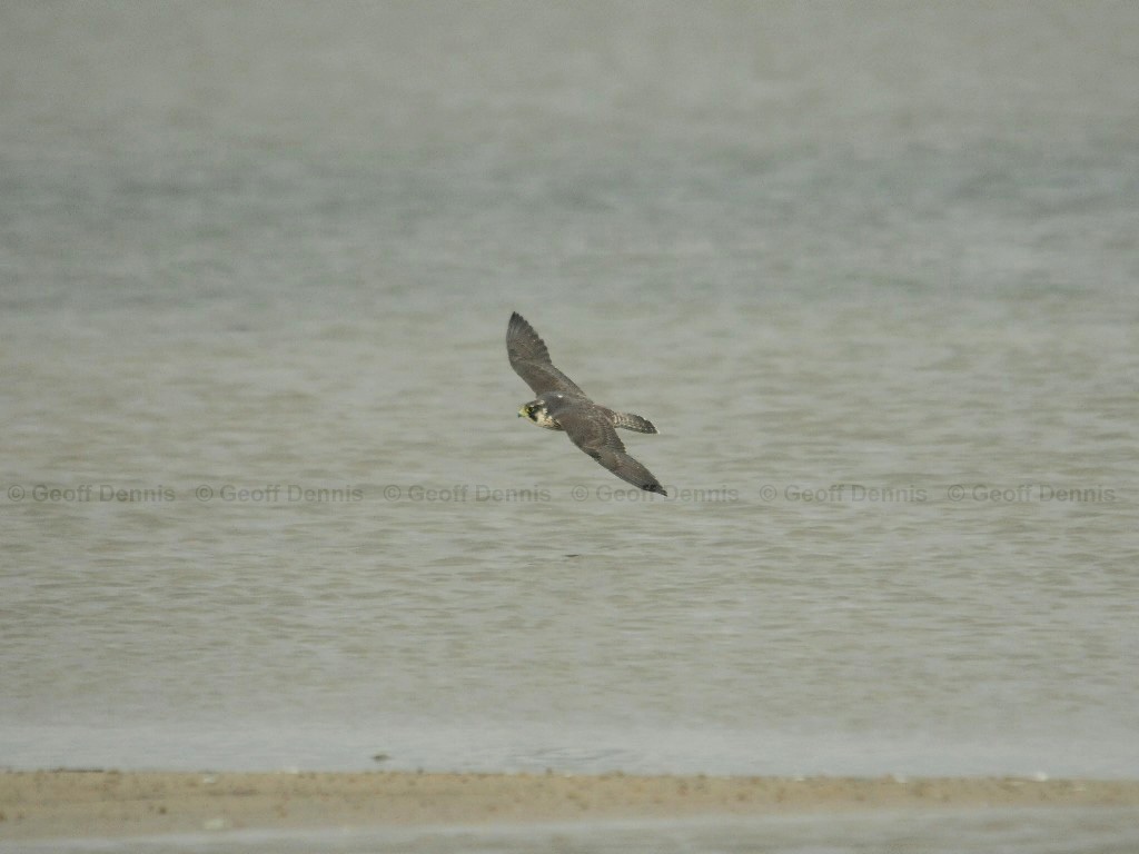 PEFA-BV_Peregrine-Falcon