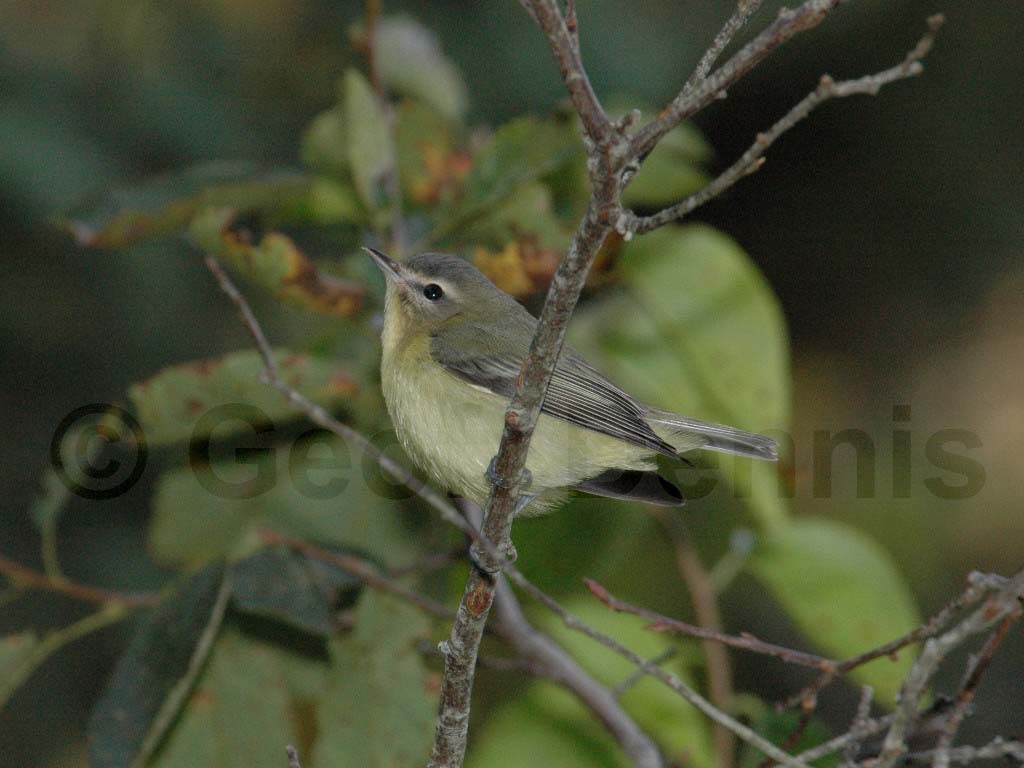PHVI-AA_Philadelphia-Vireo