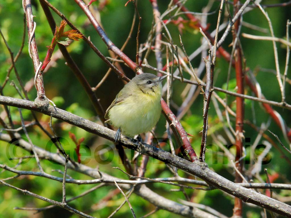 PHVI-AB_Philadelphia-Vireo