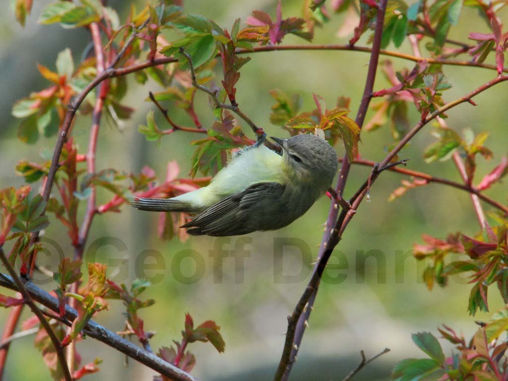 PHVI-AC_Philadelphia-Vireo