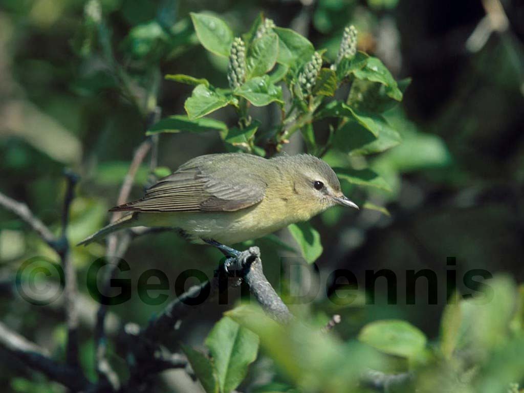 PHVI-AD_Philadelphia-Vireo