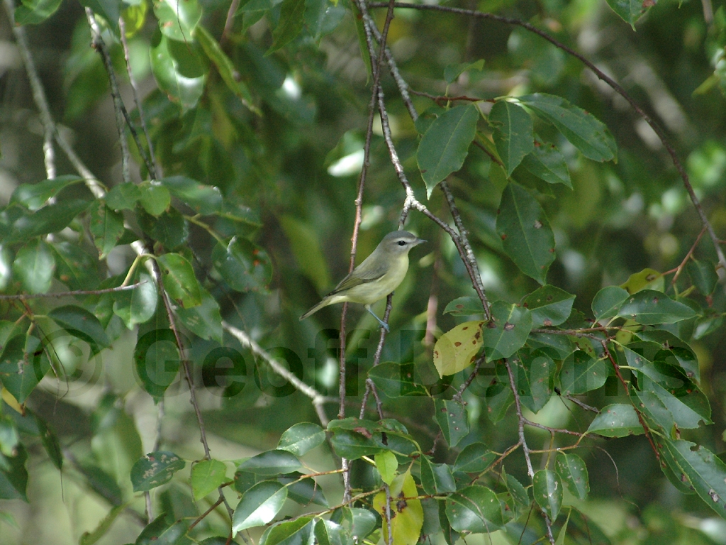 PHVI-AE_Philadelphia-Vireo