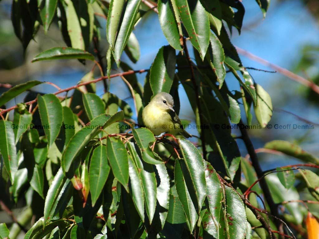 PHVI-AF_Philadelphia-Vireo