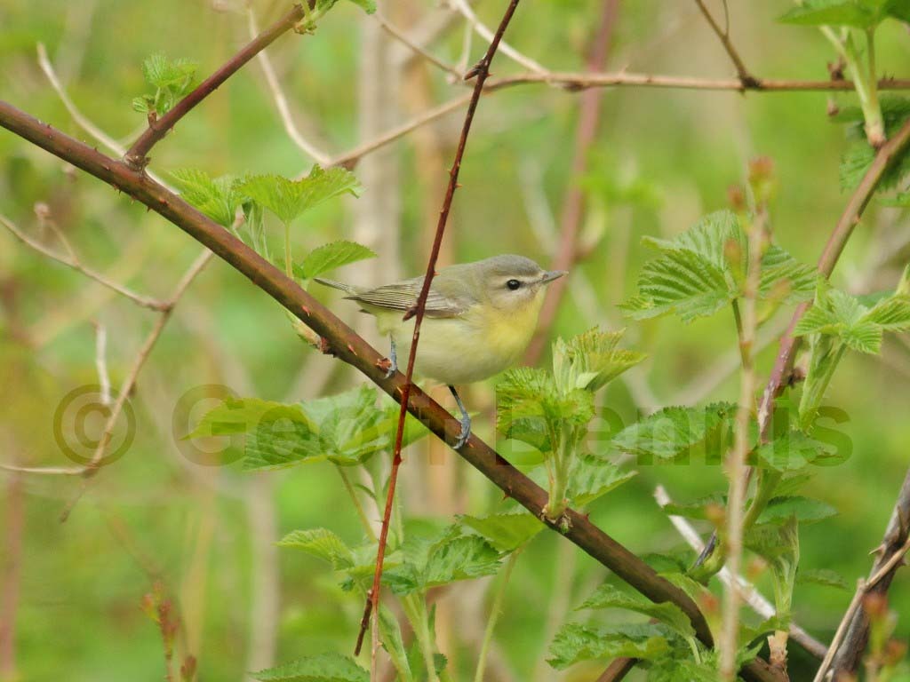 PHVI-AG_Philadelphia-Vireo