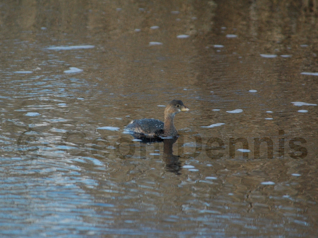 PBGR-AA_Pied-billed-Grebe