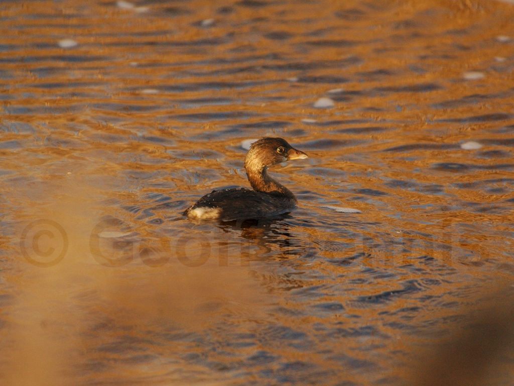 PBGR-AB_Pied-billed-Grebe