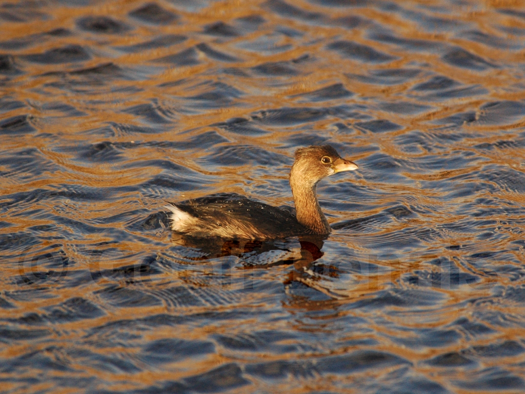 PBGR-AC_Pied-billed-Grebe