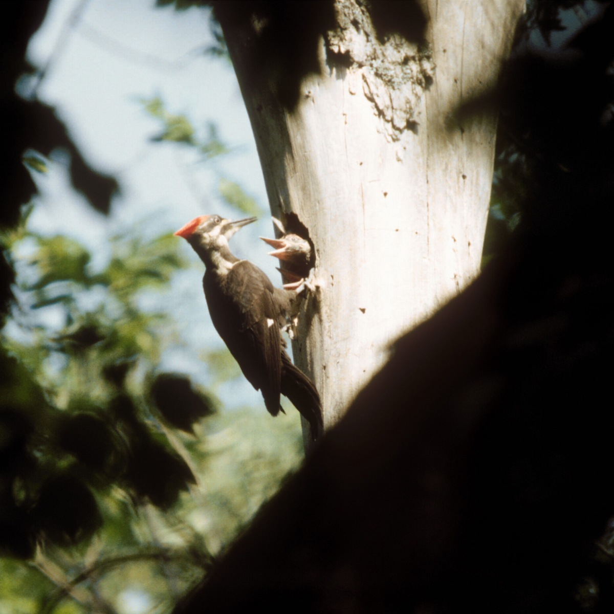 PIWO-AA_Pileated-Woodpecker