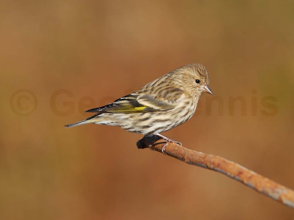 PISI-AA_Pine-Siskin