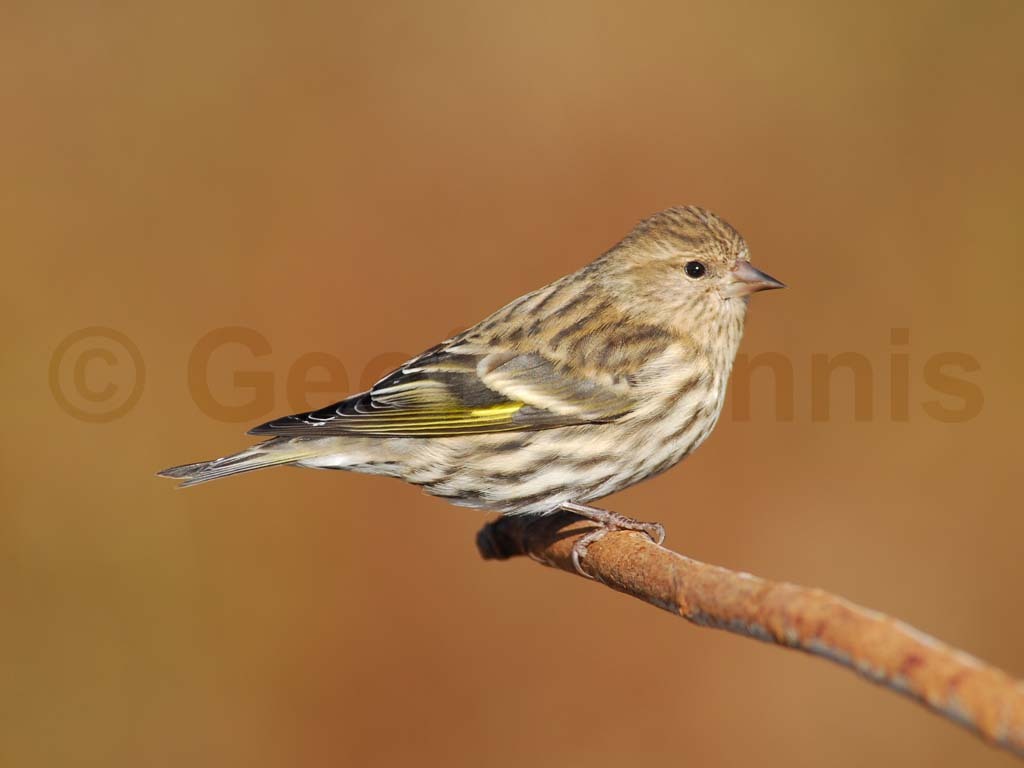 PISI-AB_Pine-Siskin