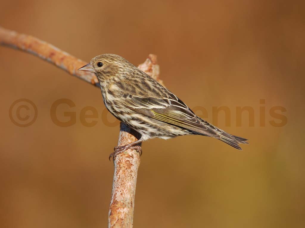 PISI-AC_pine-Siskin