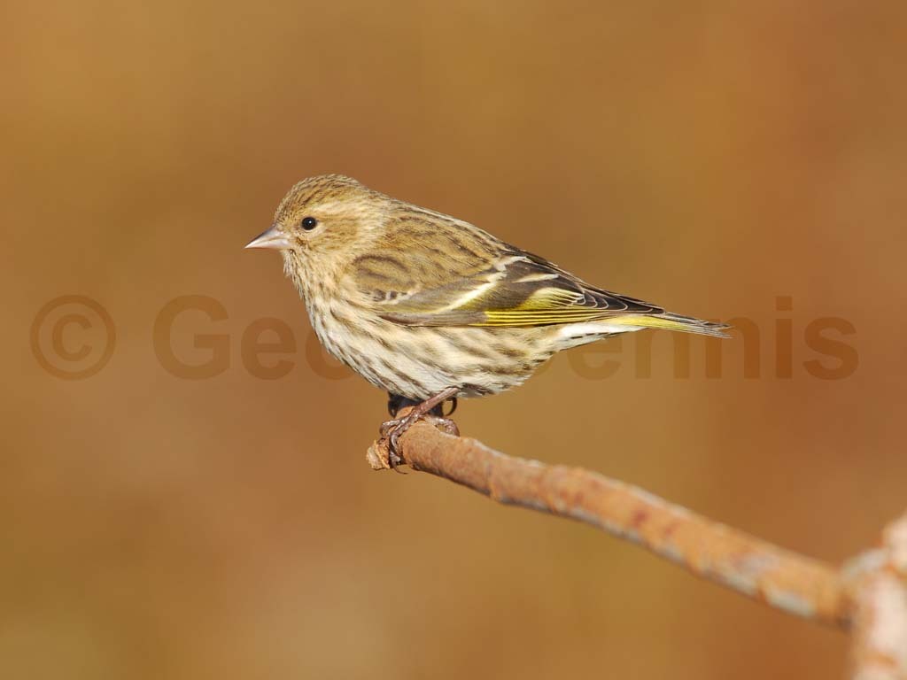 PISI-AD_Pine-Siskin