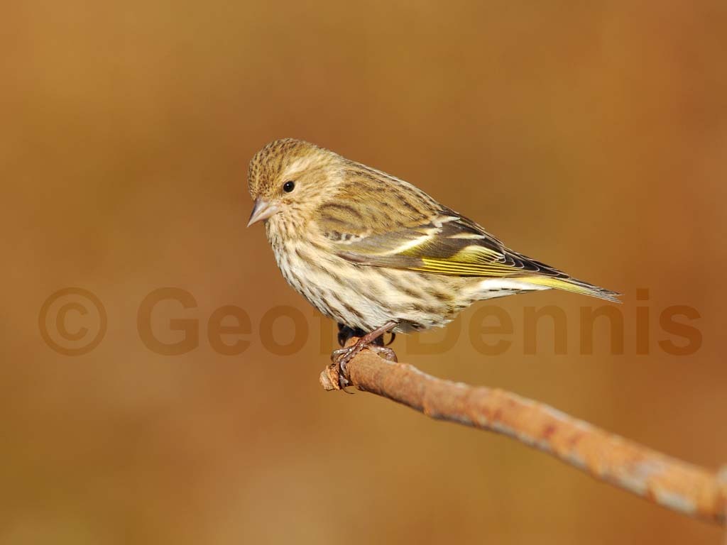 PISI-AE_Pine-Siskin