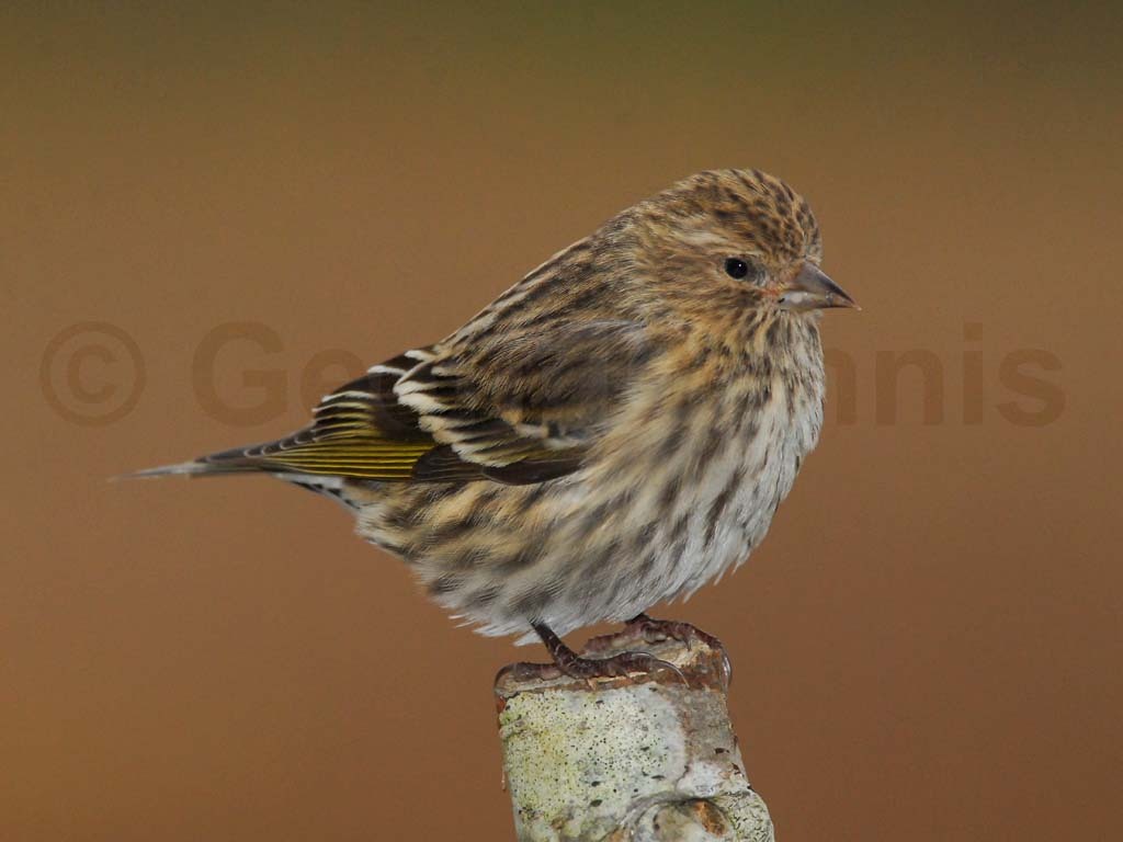 PISI-AF_Pine-Siskin