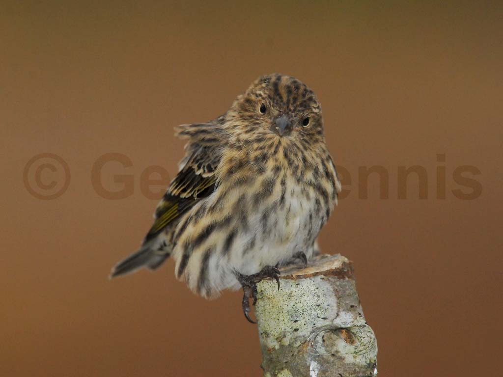 PISI-AG_Pine-Siskin