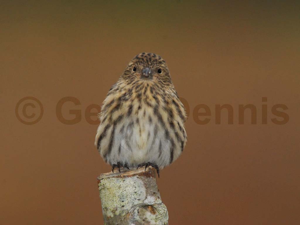 PISI-AH_Pine-Siskin