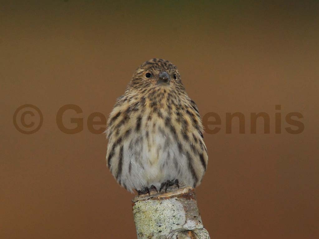 PISI-AI_Pine-Siskin