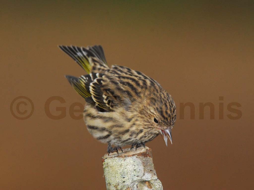 PISI-AJ_Pine-Siskin