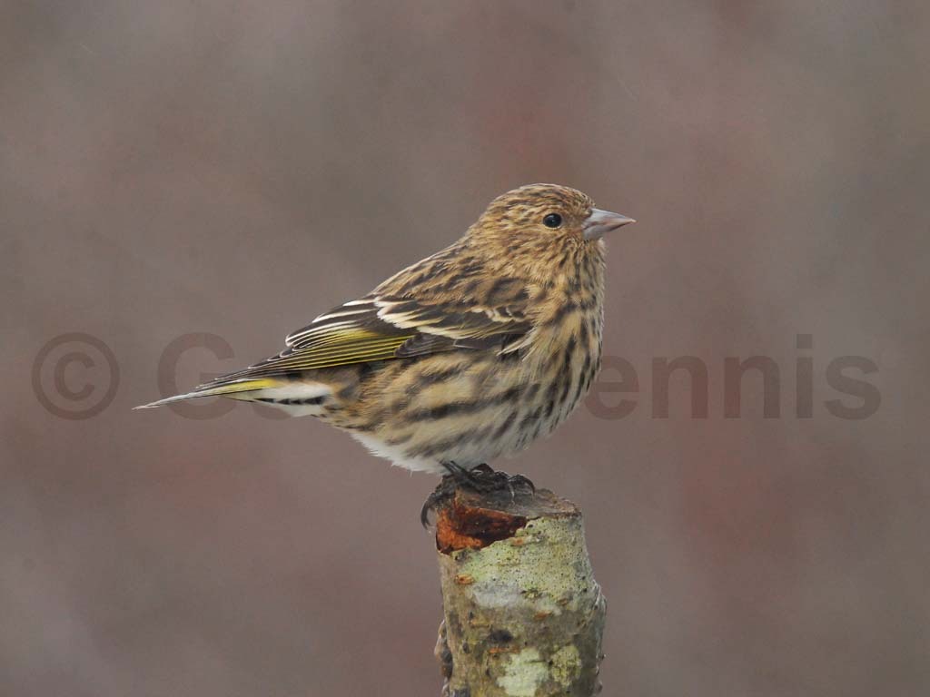 PISI-AK_Pine-Siskin