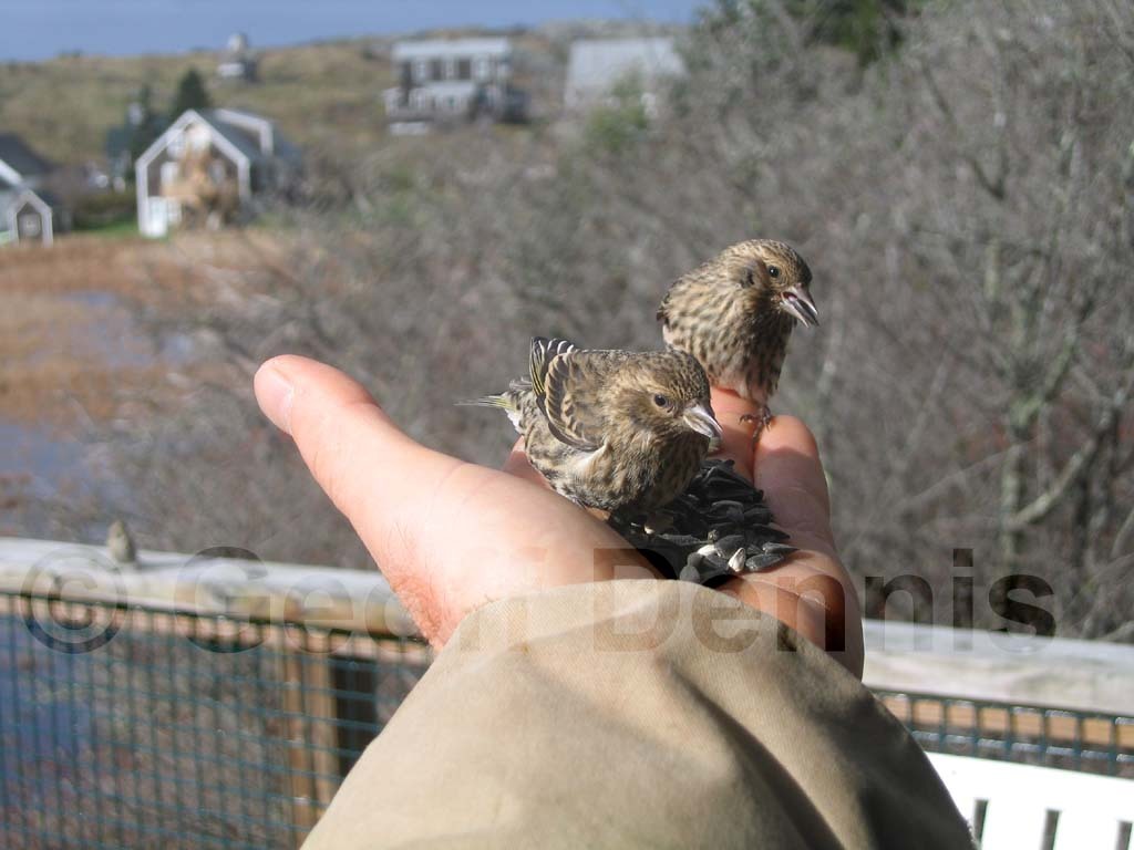 PISI-AL_Pine-Siskin
