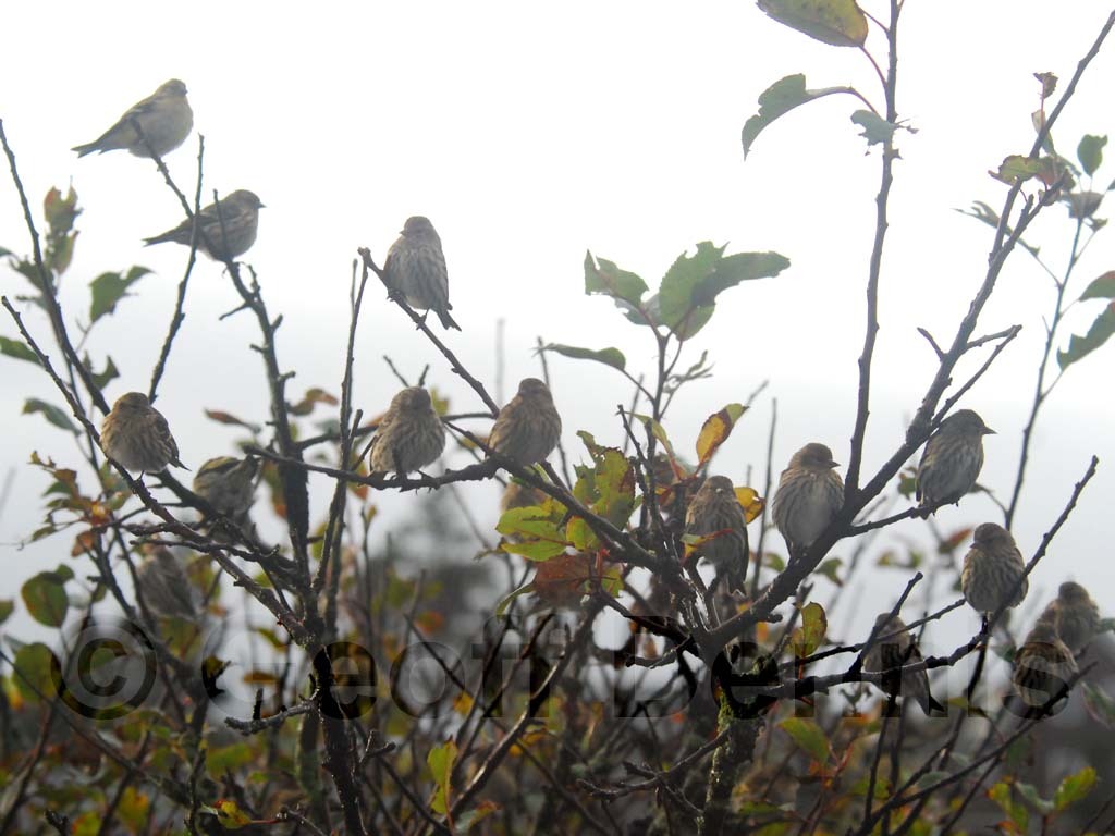 PISI-AM_Pine-Siskin