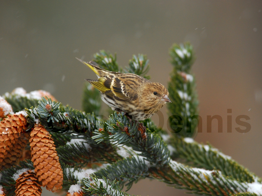 PISI-AN_Pine-Siskin