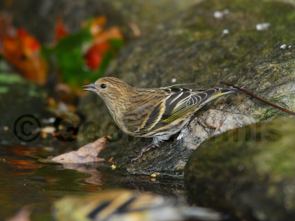 PISI-AO_Pine-Siskin