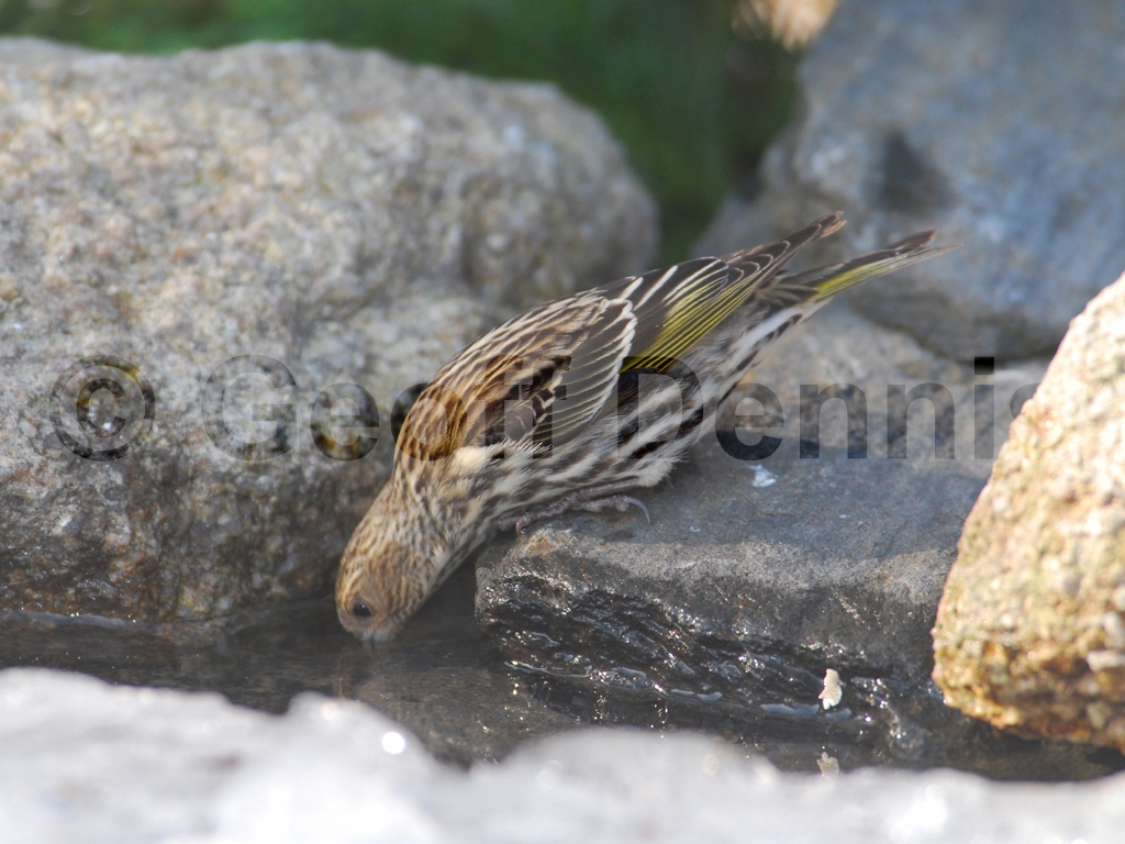 PISI-AP_Pine-Siskin